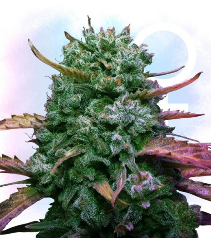 Runtz cannabis plant with resinous buds and green leaves